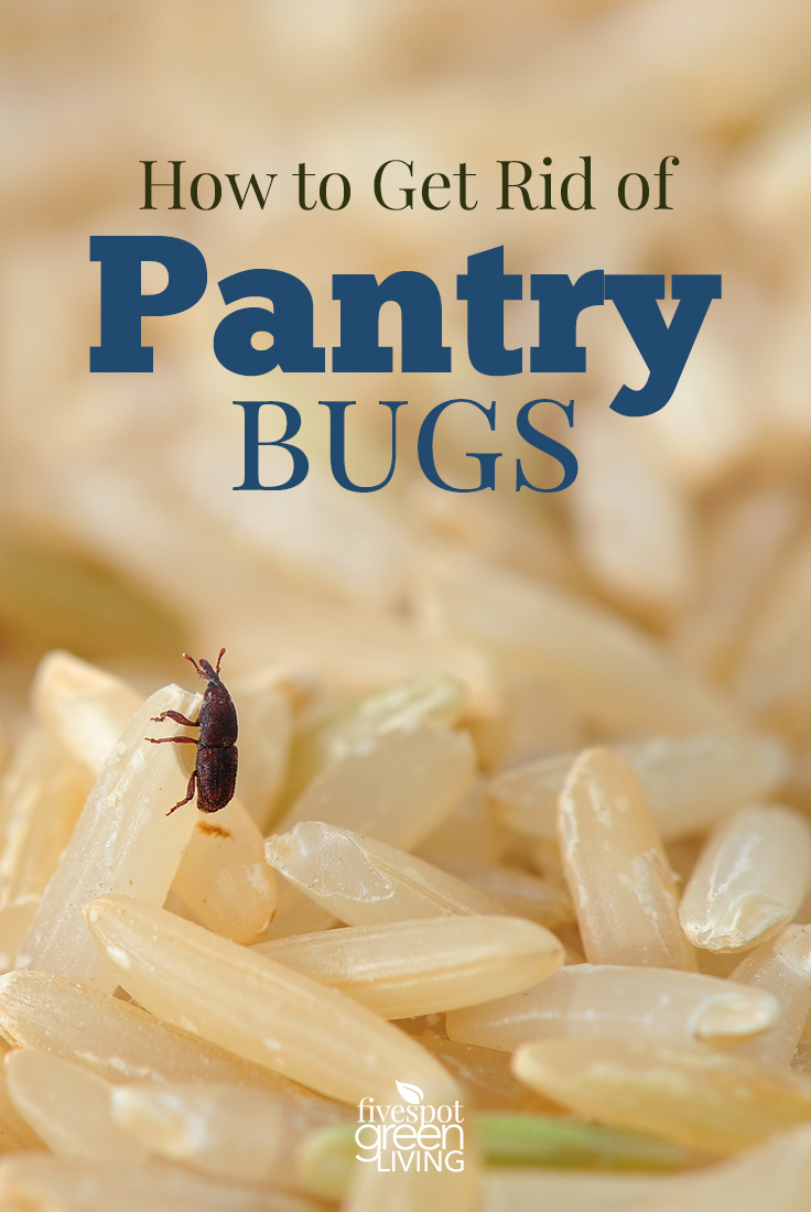 Unwelcome Dinner Guests: How to Get Rid of Pantry Bugs for Good