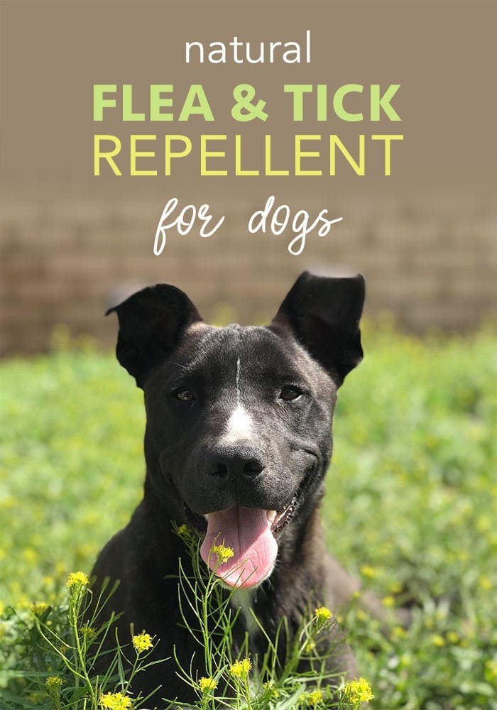 Organic tick repellent deals for dogs