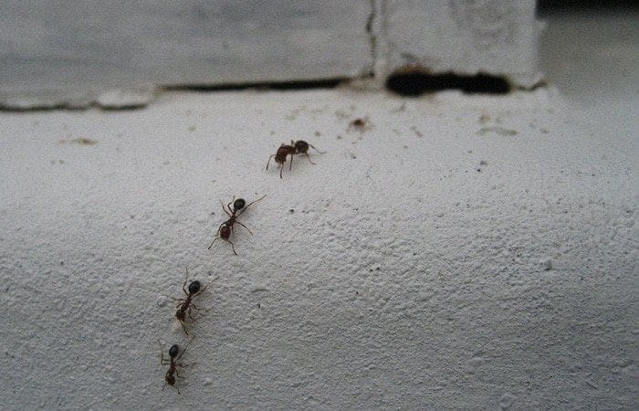 ants going inside the home