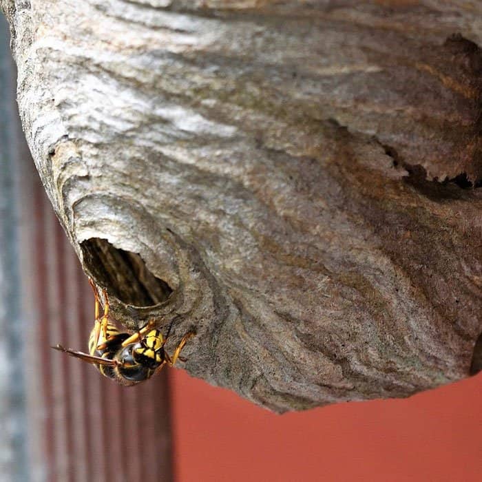 Types of Wasps