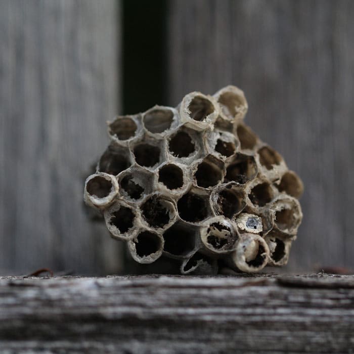 A gray wasp nest attached to a surface, showing its textured paper-like structure.