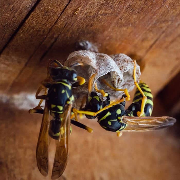 wasps on wood