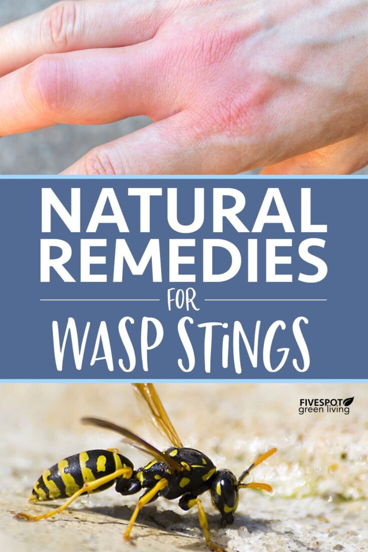 Effective Home Remedies For Wasp Stings Five Spot Green Living