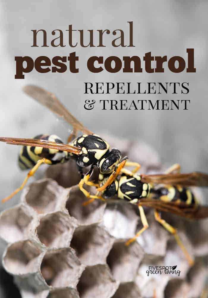 Traitements antiparasitaires naturels