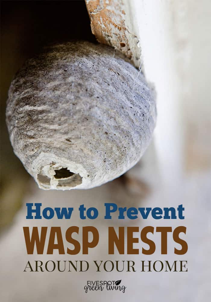 how to prevent wasp nests