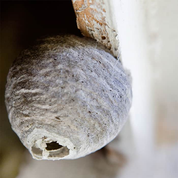 wasp nest at home