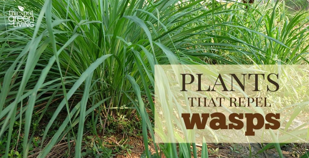wasp deterrent plants