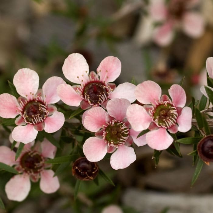 tea tree