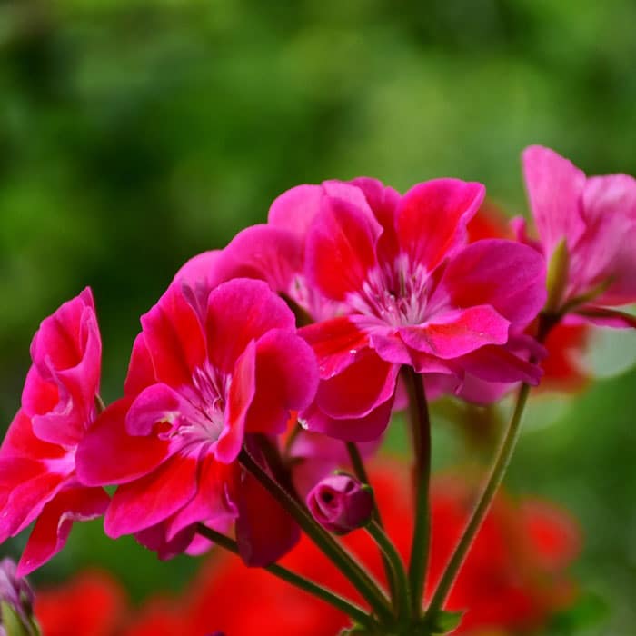 Vibrant pink geranium flowers with green leaves, known for their beauty and natural ability to repel wasps and other insects.