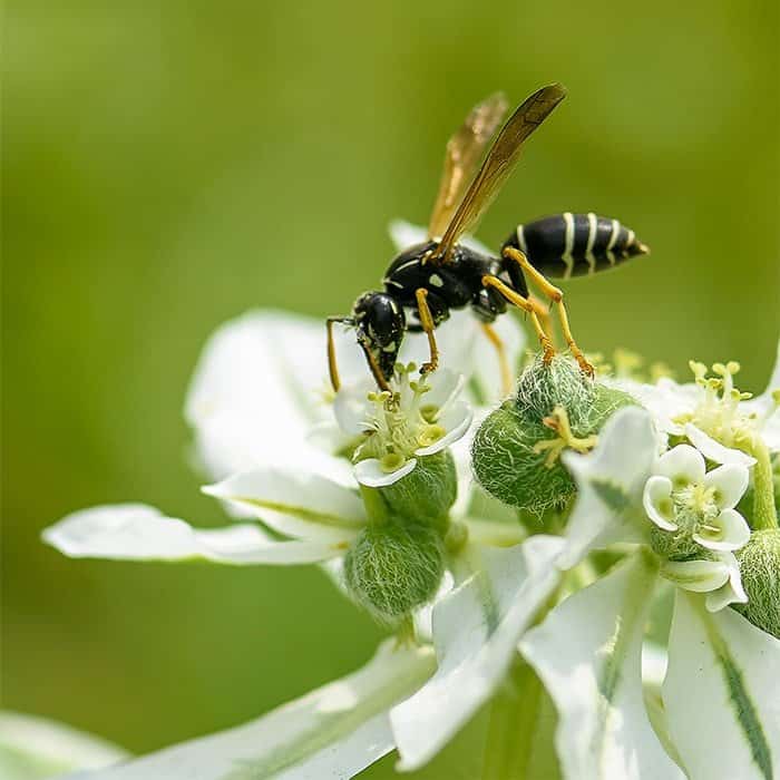A close-up of a wasp on a flower, illustrating the role of wasps in the garden and their contribution to pollination and pest control.