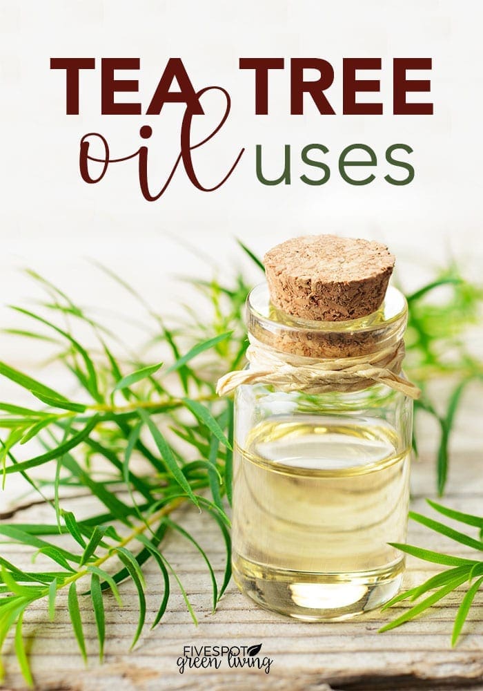 Tea Tree Oil and Uses: Why You Need to Use this Plant