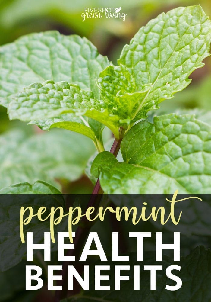 health benefits of peppermint