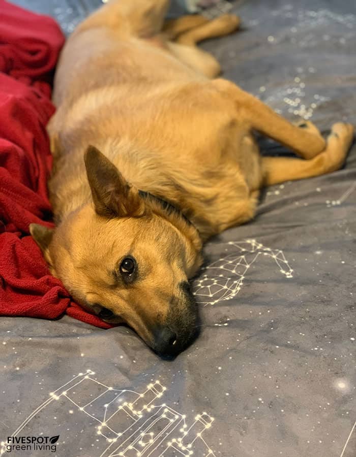 annie dog sleeping in bed