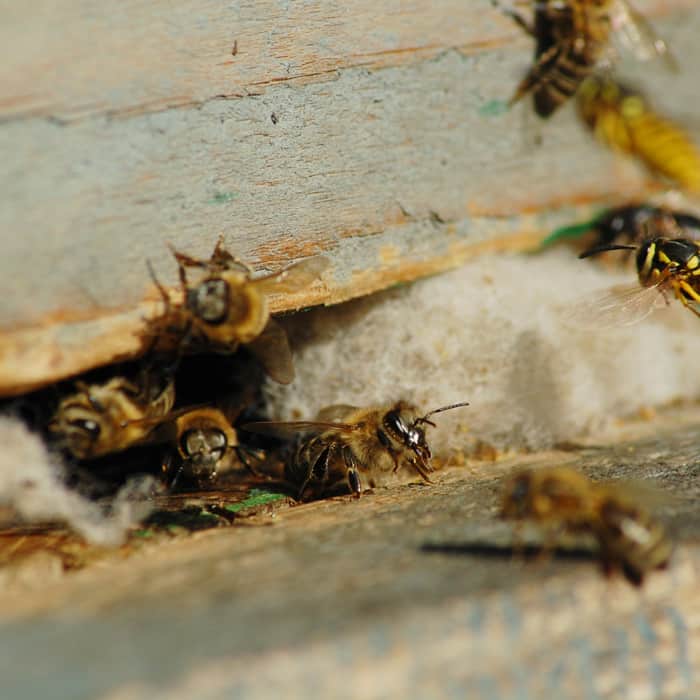 how to get rid of wasps with vinegar