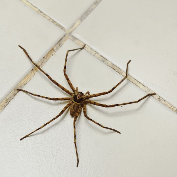 home remedies for spiders in house