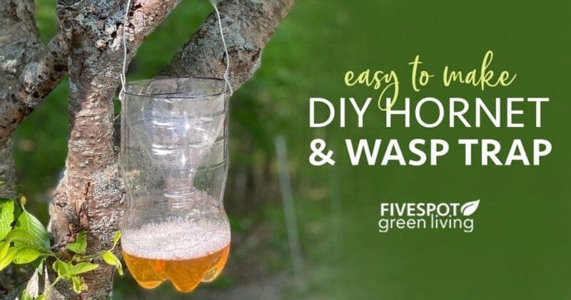 diy wasp trap