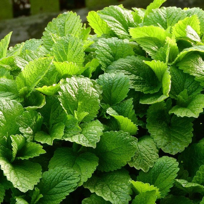 Vibrant green lemon balm leaves growing in a garden, known for their refreshing scent and herbal benefits.