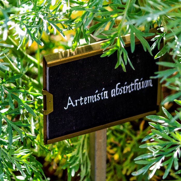chigger repellent plants