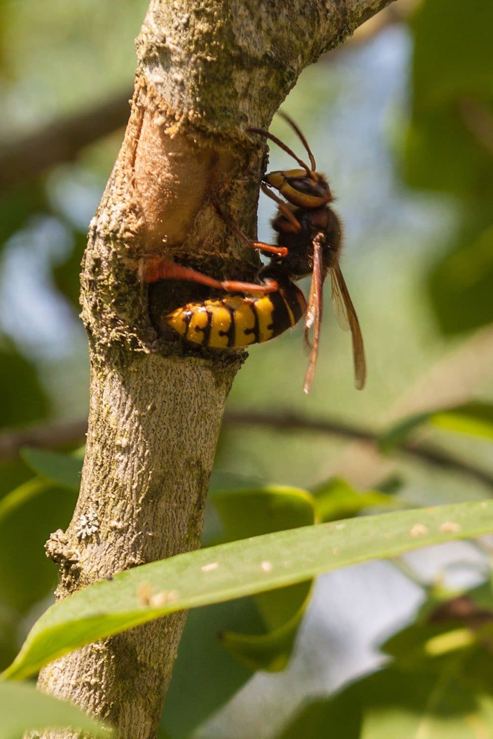 why do wasps follow you