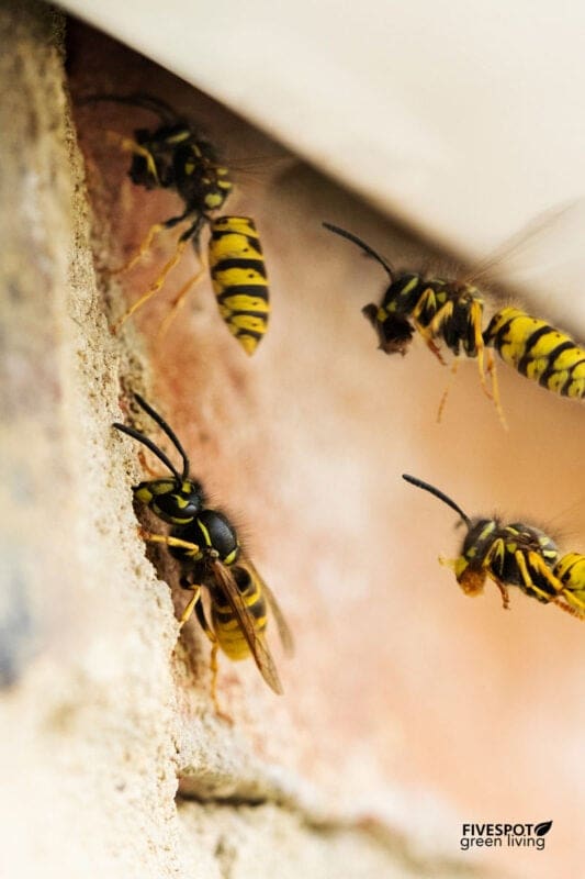 wasps on side of house